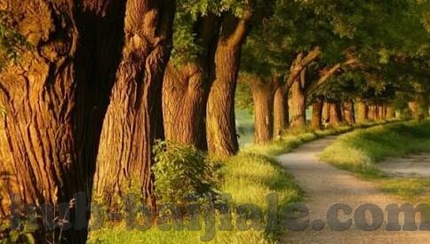 足球镜赛比分直播-足球镜赛比分直播，绿茵场上的数字心跳